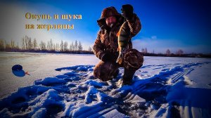 Окунь и щука на жерлицы