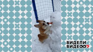 Корги и нос снеговика. Видели видео? Фрагмент выпуска от 18.01.2026