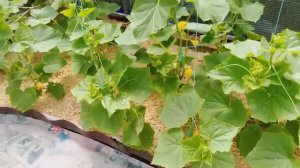 15 июня 2025. Огуречная и томатная теплица. Прогулка по огороду.