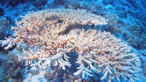 Домашний риф района Набк. Шарм-эль-Шейх, январь 2026 г.