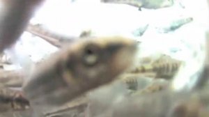 Гольян под водой