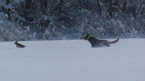 Охота на зайца с собаками (37 часть)