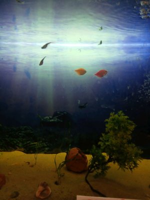 накорми рыбок