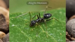 ТОП 10 ВИДОВ МУРАВЬЁВ ДЛЯ НОВИЧКА