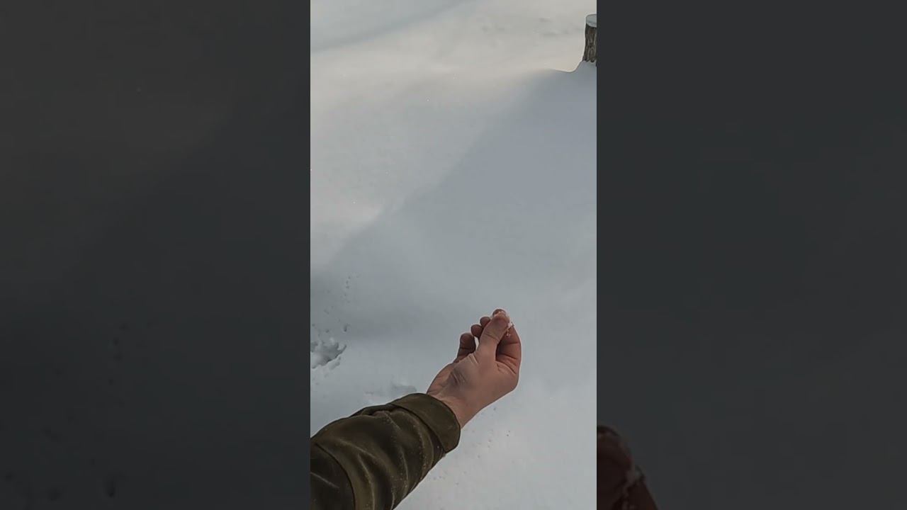 Онлайн-курс "Правильный охотник". Часть 1: Мочеточка. #идилесом #survival #зима #forest смотреть онлайн