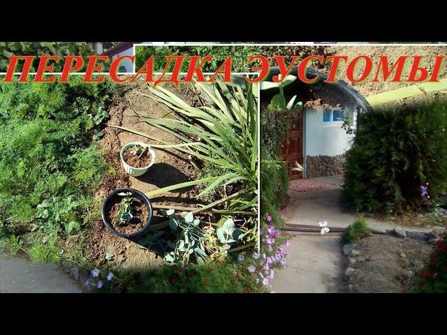 ЭУСТОМА, ПЕРЕСАДКА В ЦВЕТОЧНЫЕ ГОРШКИ НА ЗИМОВКУ смотреть онлайн