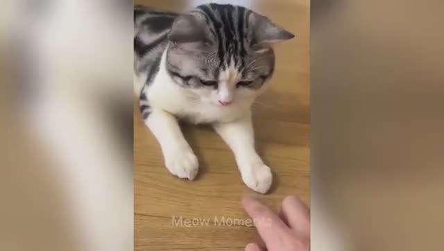 Уморительные животные 2025 😂 Новые смешные видео с кошками и собаками смотреть онлайн