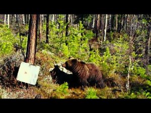 В ПОИСКАХ МЕДВЕДЯ. ИЛБЭ ОБЛАЯЛА ЗВЕРЯ НА ТРОПЕ. ПЕРВЫЙ ВЫХОД НА ПРИВАДУ. #идилесом 09.05.2024