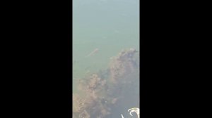 Убить двух зайцев. Грибалка. Часть 2 .Рыбалка. Рыбкино.