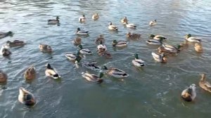 Утки в зимнем пруду возле Лама-парка в Уфе