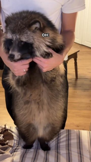 Только так! животные ржака юмор забавно мем енотовиднаясобака енот собака отношения вирал