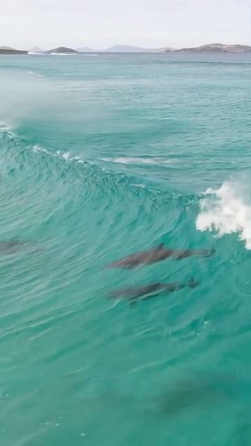 Из-за того, что дельфин живет под водой, его слуховые рецепторы устроены по-особому