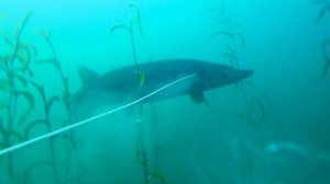 В УБЕЖИЩЕ  ДРЕВНИХ ХИЩНИКОВ 🐊! КРОКОДИЛЫ ТУВЫ 2023 (часть 2)!