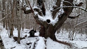 ТЫСЯЧЕЛЕТНИЙ ДУБ ХРАНИЛ ЭТОТ СЕКРЕТ ДО НАШЕГО ПРИХОДА КОП 2026