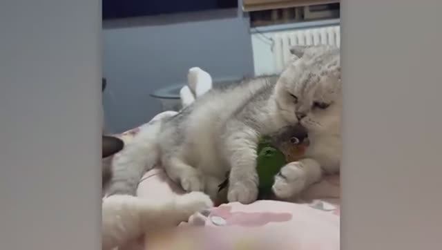 НЕВЕРОЯТНАЯ ДРУЖБА КОШЕК С ДРУГИМИ ЖИВОТНЫМИ СНЯТАЯ НА КАМЕРУ. смотреть онлайн