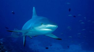 Акула едва не отгрызла ноги 12-летнему мальчику в Сиднее