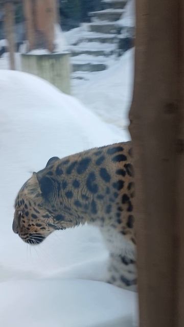Красивый леопард в Московском зоопарке смотреть онлайн
