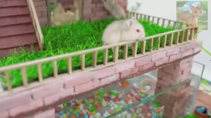 Постройте двухэтажную виллу для маленьких хомячков