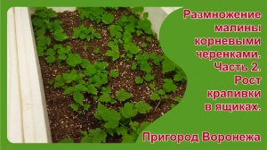 Укоренение крапивки малины. Часть 2. Рост крапивки в ящиках. Пригород Воронежа