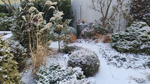 Про укрытия растений в моём южном саду 17.01.2026 г. Пятигорск, зона 6б.