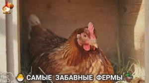 Веселые фермы и выращивание птиц, животных и растений (3)