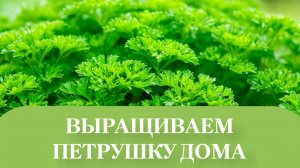 ПЕТРУШКА В КОМНАТНОЙ ТЕПЛИЦЫ ПРИЖИЛАСЬ