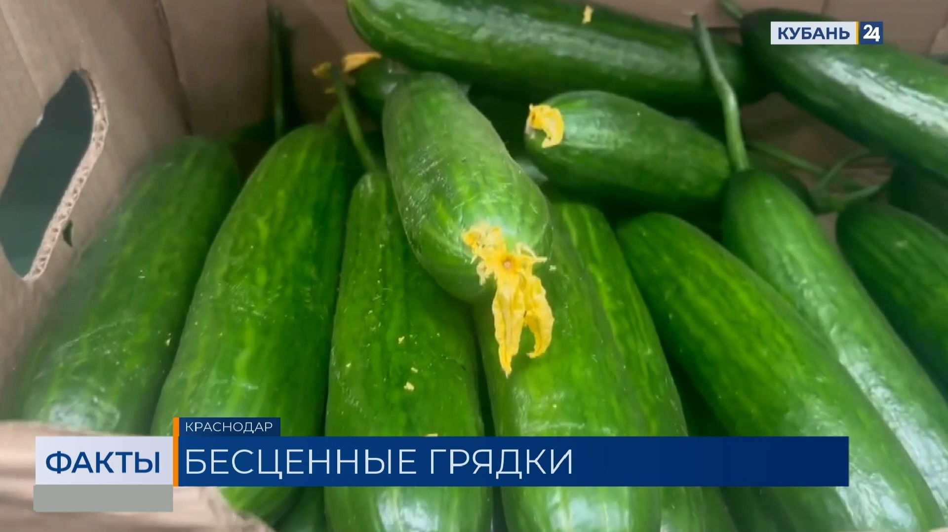 Средняя стоимость огурцов выросла в два раза в Краснодарском крае смотреть онлайн