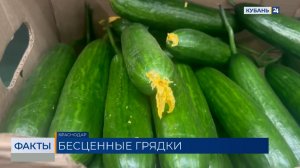 Средняя стоимость огурцов выросла в два раза в Краснодарском крае