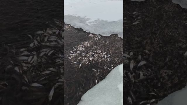 Рыбки в проруби 