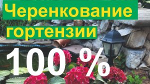 Черенкование гортензии с 100% укоренением