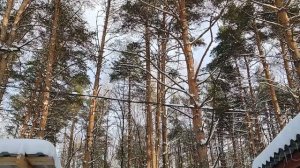 Привет из леса!