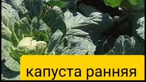 магазин/Укрывной от заморозков.