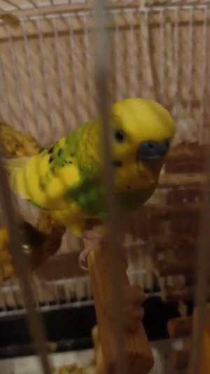 ребят может мне сделать озон