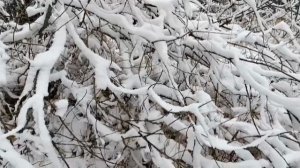 #январь зима в лесу