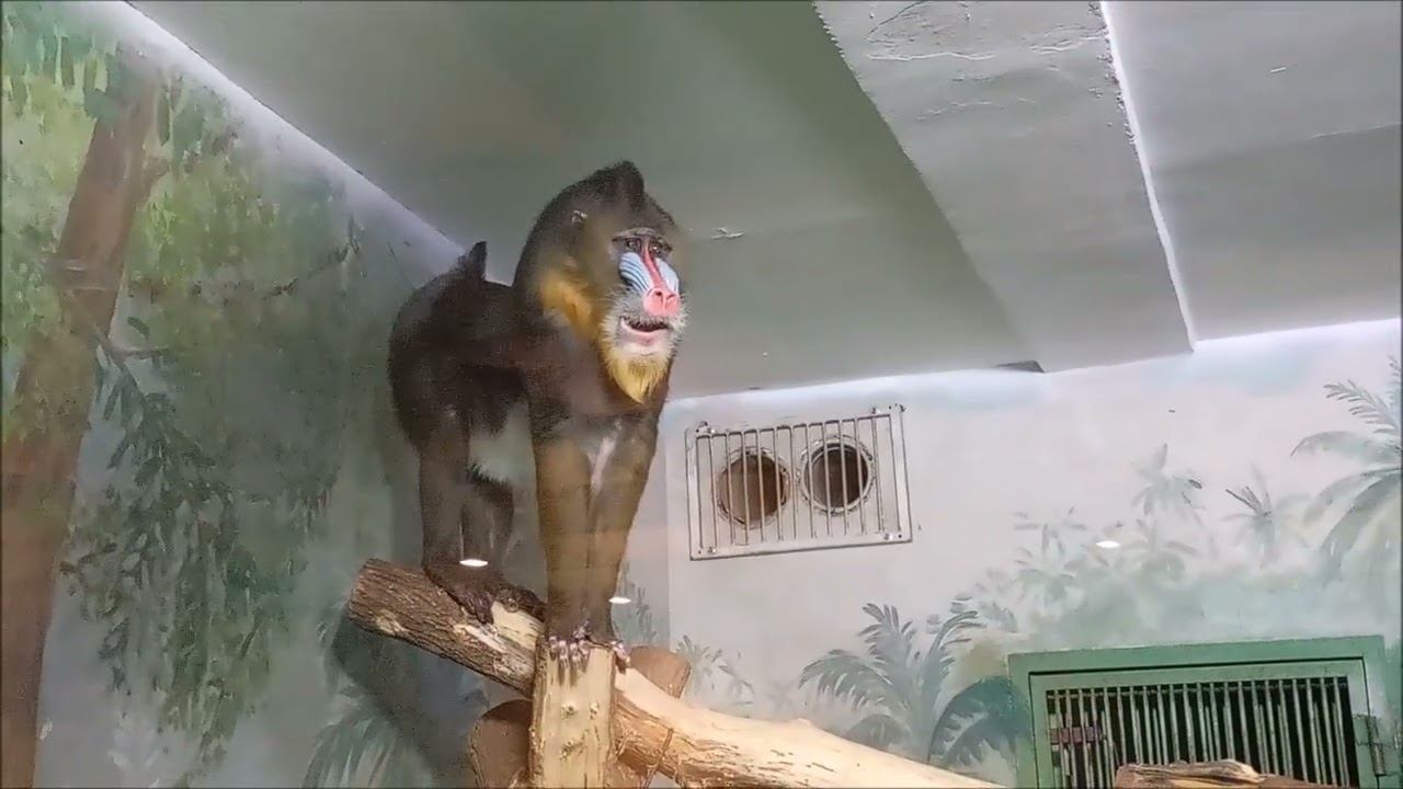 Мандрил Адольф сегодня не желает общаться 12.01.2026 смотреть онлайн