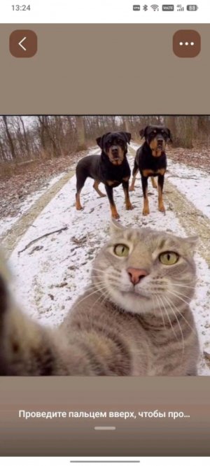 стримчик подехал