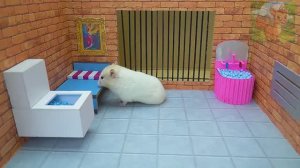 Маленький хомячок проснулся и обнаружил, что он заперт в тюрьме, и открылся последний путь к спасени