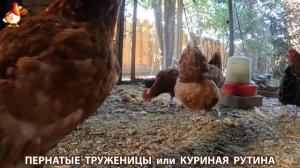 Куриная рутина – что делают куры на выгуле 😂 эпизод (118)
