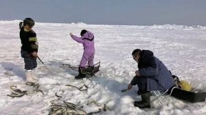 Ловим навагу! Мы одну, она две!