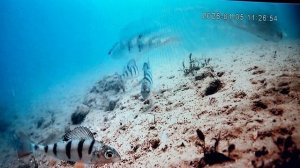 Бодрим окушка !Глубина 5м,лёд 20см.