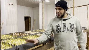 Выгоняем тюльпаны к 8 Марта :)