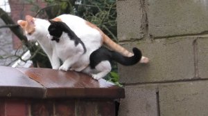 Синхронизированные кошки