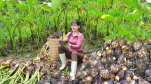 Собирая урожай клубней таро, посаженные в лесу. Везу на сельский рынок продавать.Работа по дому.Нхат