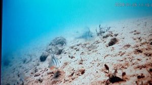 Рыбалка по окуню .Глубина 5м ,пасмурно ,лёд 20 см ,снег )40 см