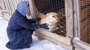 Сургутские волонтёры создадут портал для желающих завести собаку