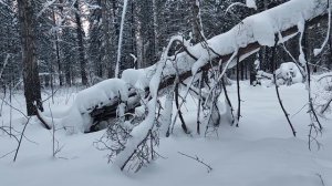 Белый лес: почему я говорю о нацизме и откуда я о нём так много знаю. Почему РФ исторически антифа