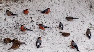 крещение в диком зоопарке