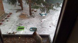 шумно в диком зоопарке