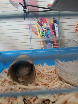 хомяк 🐹 🐹