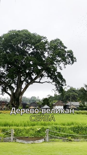 Священное дерево смотреть онлайн